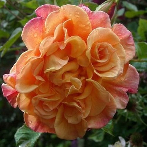 E-commerce, vendita, rose, in, vaso rose climber - rosa - Rosa Aloha® - rosa dal profumo discreto - W. Kordes & Sons - ,-